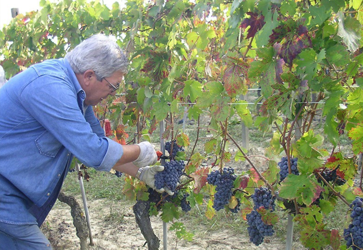 La-Gironda-grape harvest